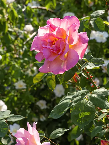 461051 - Rose (Rosa Dr. Eckener)