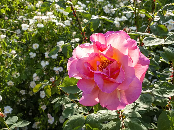 461052 - Rose (Rosa Dr. Eckener)