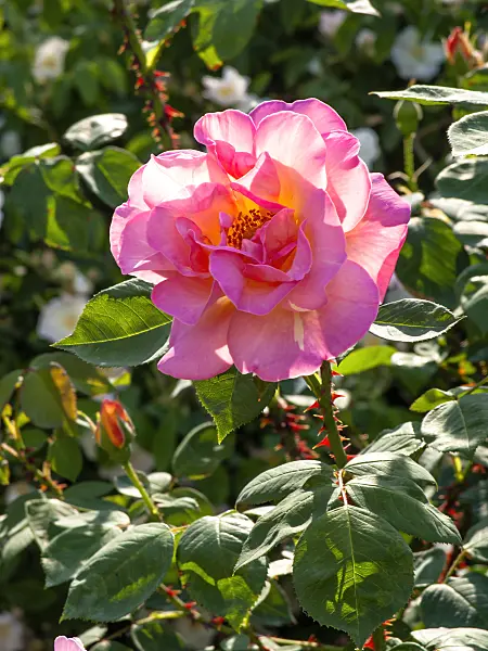 461053 - Rose (Rosa Dr. Eckener)