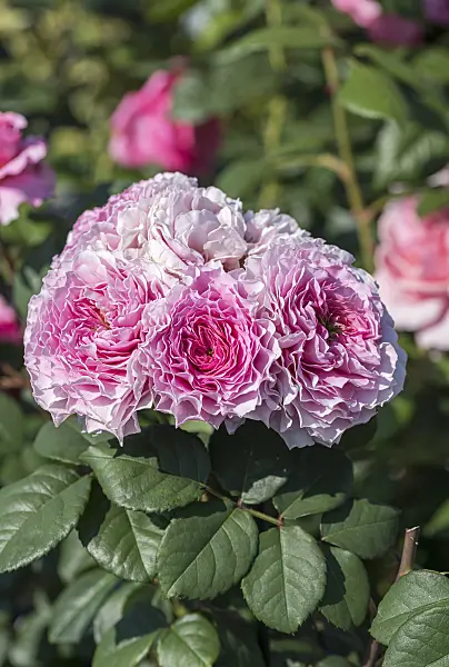 651494 - Rose (Rosa Eisvogel)
