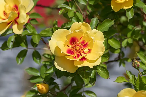 664398 - Rose (Rosa Eyeconic Lemonade)