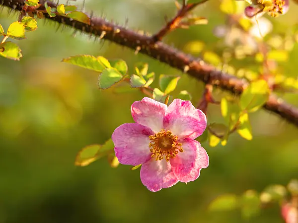 438160 - Rose (Rosa fargesii)