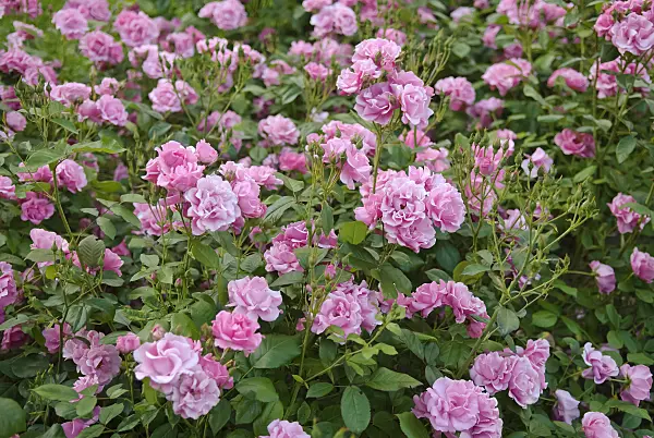 490154 - Rose (Rosa Frau Astrid Späth)