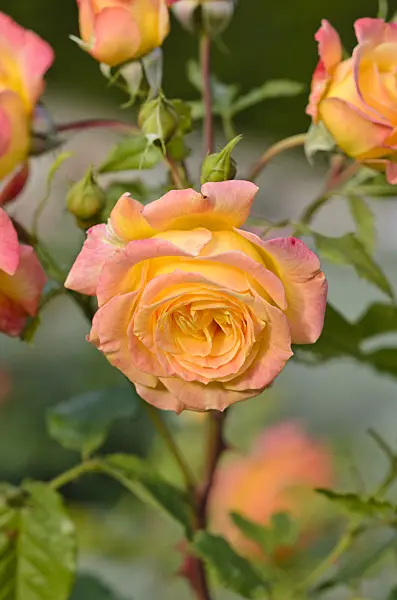 545168 - Rose (Rosa Gartenspaß)