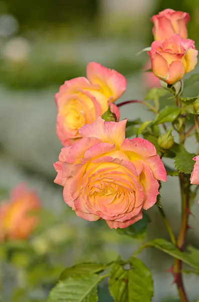 545169 - Rose (Rosa Gartenspaß)