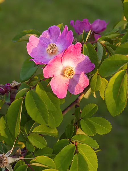 401269 - Rose (Rosa giraldii)