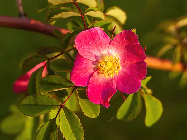 438161 - Rose (Rosa giraldii)