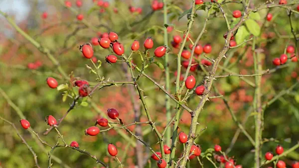 500132 - Rose (Rosa giraldii)