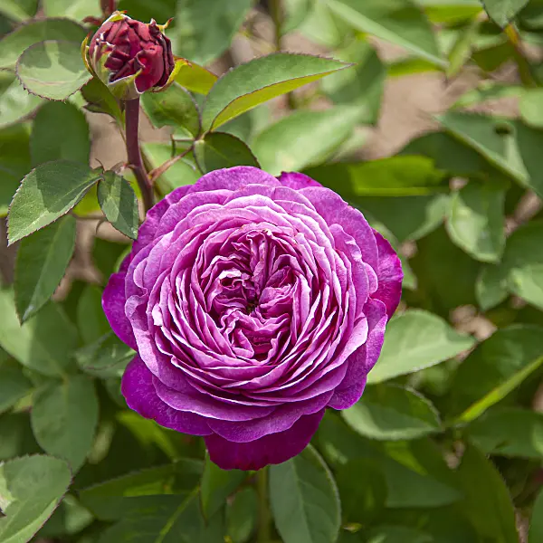 616339 - Rose (Rosa Heidi Klum)