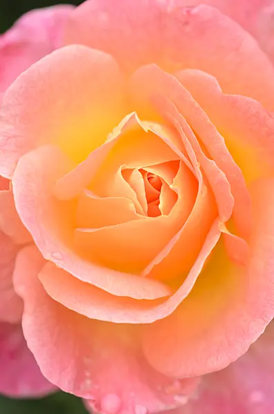 536037 - Rose (Rosa Inspiration)