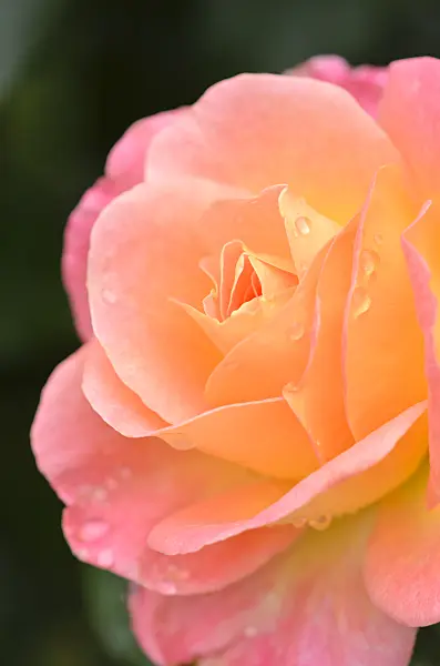 536038 - Rose (Rosa Inspiration)