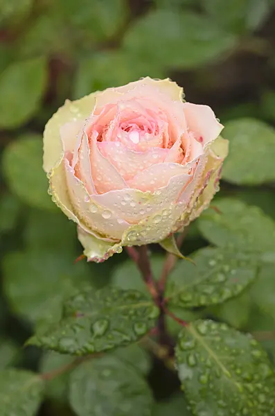 521479 - Rose (Rosa Jalitah)