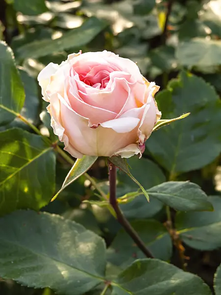 461026 - Rose (Rosa Johann Strauss)