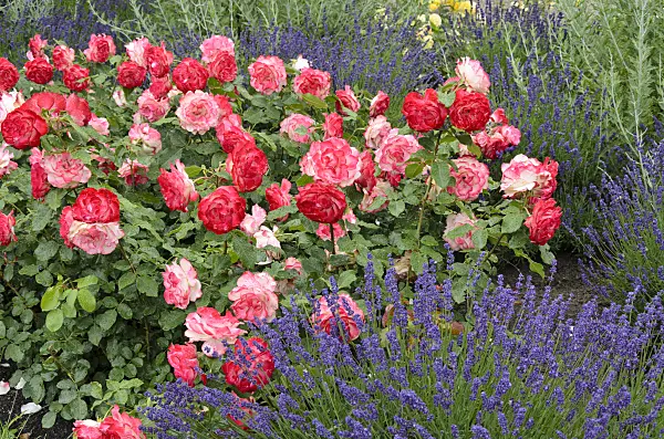 521472 - Rose (Rosa Jubilé du Prince de Monaco) and common lavender (Lavandula angustifolia)
