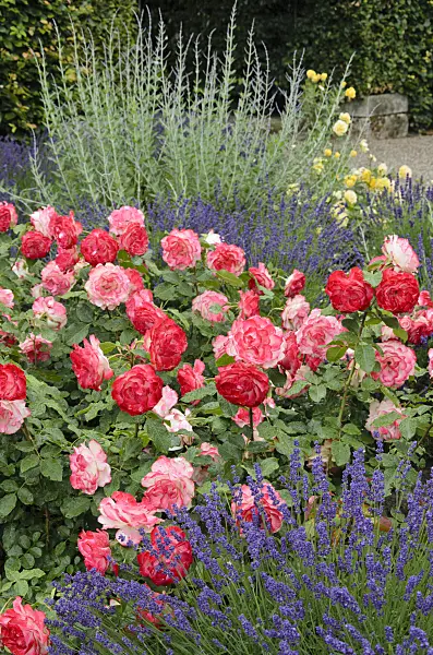 521473 - Rose (Rosa Jubilé du Prince de Monaco) and common lavender (Lavandula angustifolia)