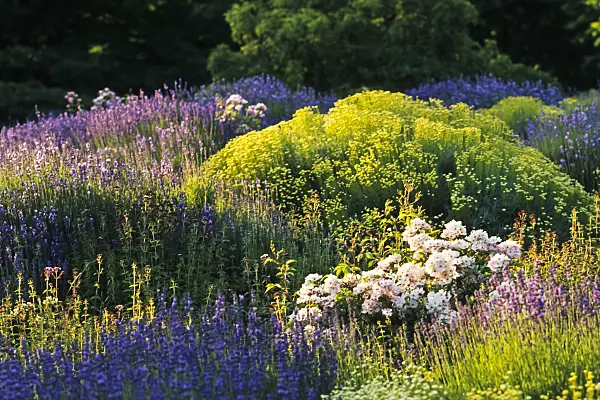 380018 - Rose (Rosa), lavender cotton (Santolina) and lavender (Lavandula)