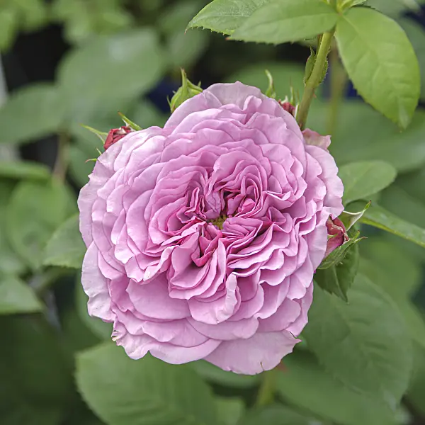 607193 - Rose (Rosa Lavender Ice)