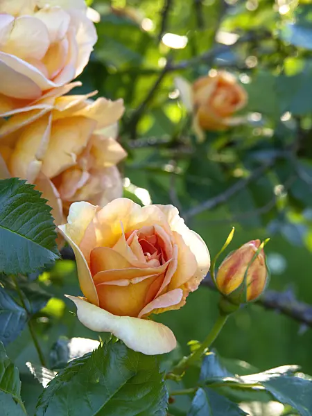 448078 - Rose (Rosa Maigold)