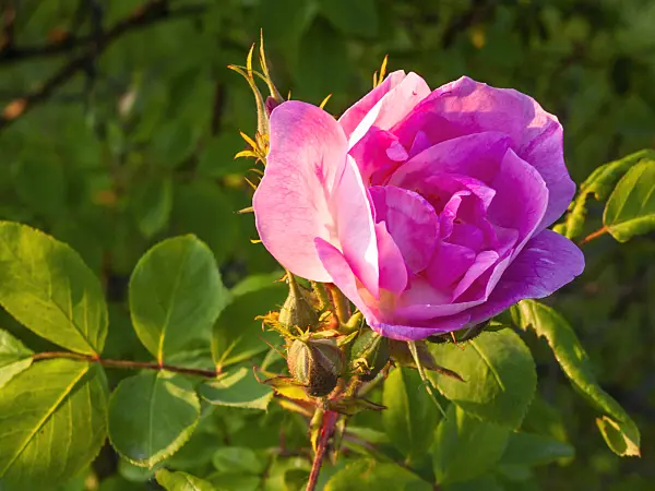 414016 - Rose (Rosa Manetti)
