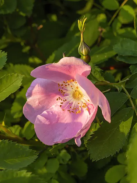 460117 - Rose (Rosa Manetti)