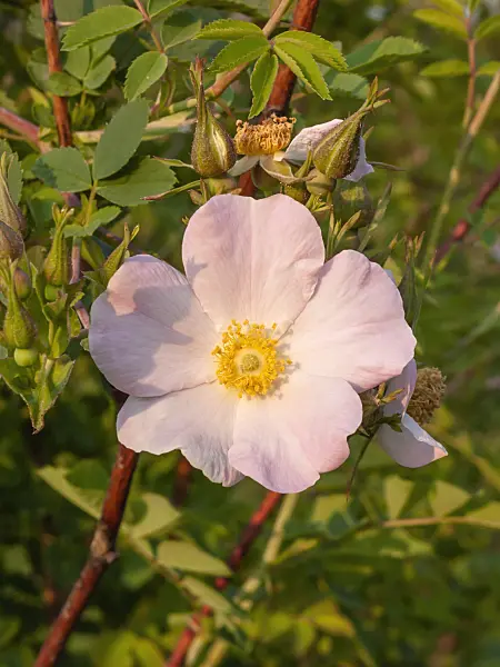 402037 - Rose (Rosa maracandica)