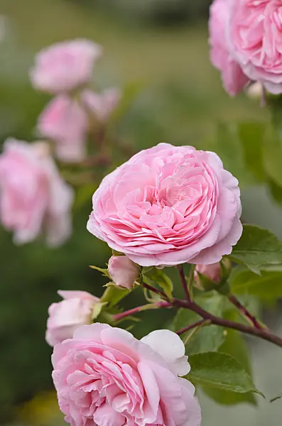 545165 - Rose (Rosa Mariatheresia)