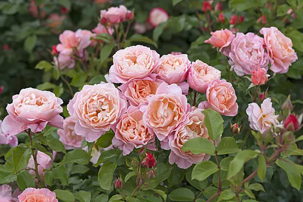 635154 - Rose (Rosa Marie Curie)