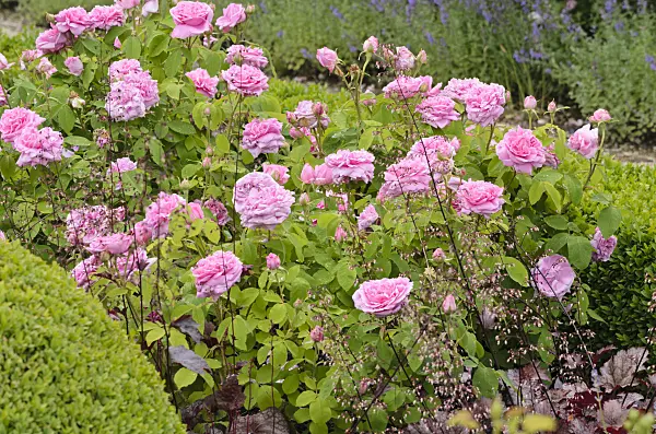 521260 - Rose (Rosa Mme Boll)