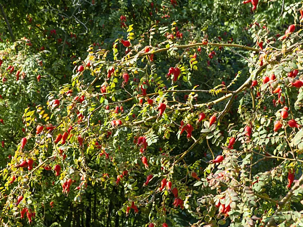 441156 - Rose (Rosa moyesii)