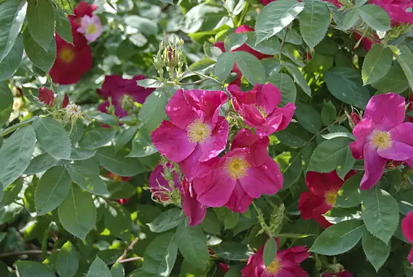 490169 - Rose (Rosa moyesii)