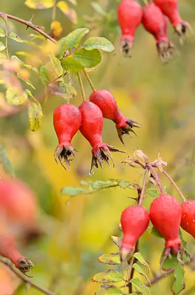 525132 - Rose (Rosa moyesii)