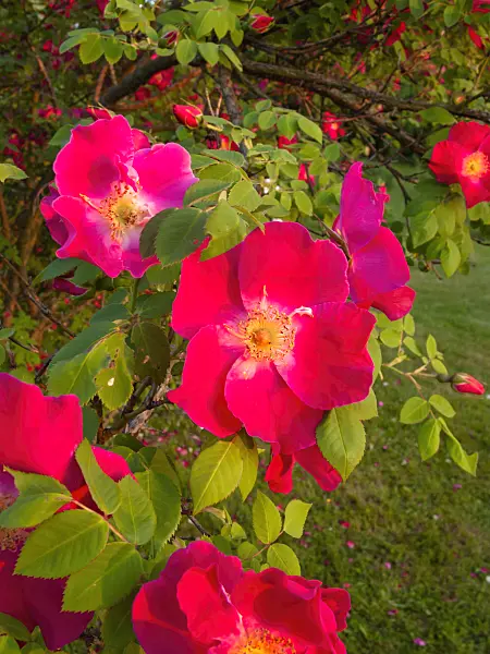 401271 - Rose (Rosa moyesii 'Eddie's Crimson')