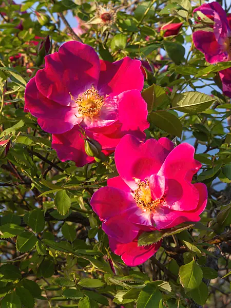 413044 - Rose (Rosa moyesii 'Eddie's Crimson')