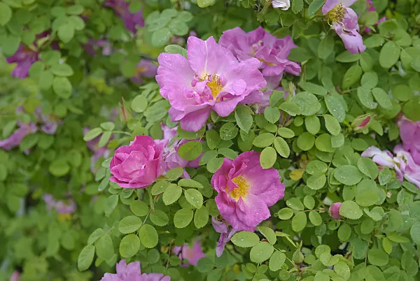 490168 - Rose (Rosa moyesii 'Marguerite Hilling')