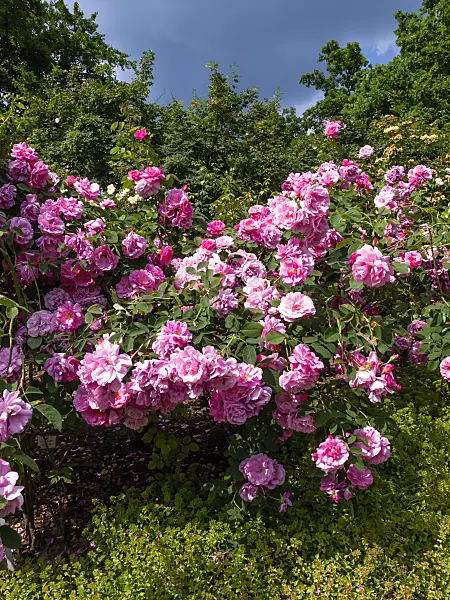 461040 - Rose (Rosa Nordhausen)