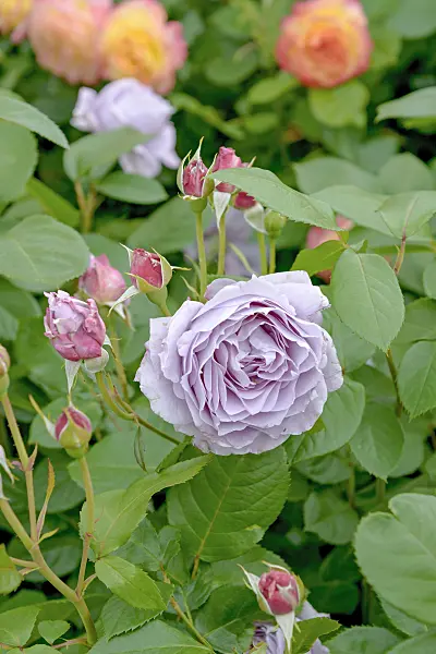 535325 - Rose (Rosa Novalis)