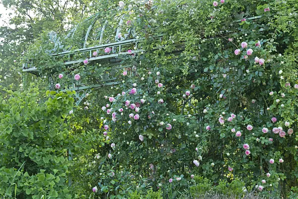 608077 - Rose (Rosa) on a garden pavilion
