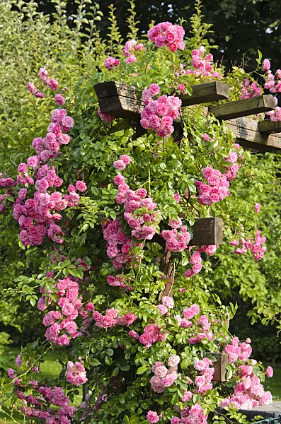 534180 - Rose (Rosa) on a trellis