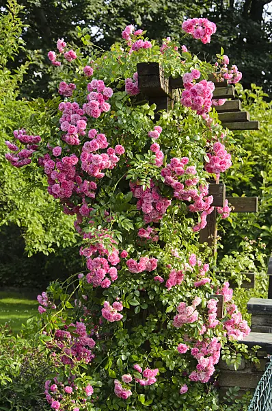 534181 - Rose (Rosa) on a trellis