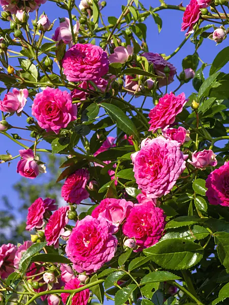 438307 - Rose (Rosa Paul Ploton)