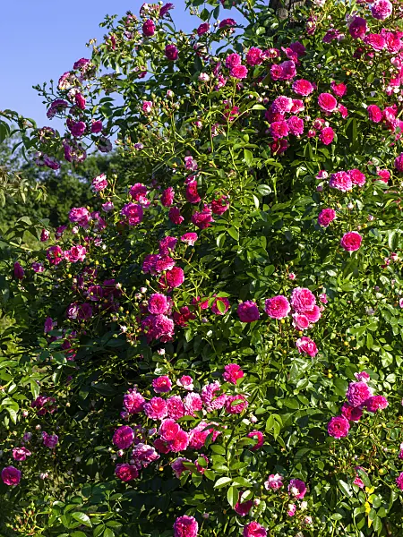 438308 - Rose (Rosa Paul Ploton)