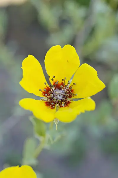 472359 - Rose (Rosa persica)