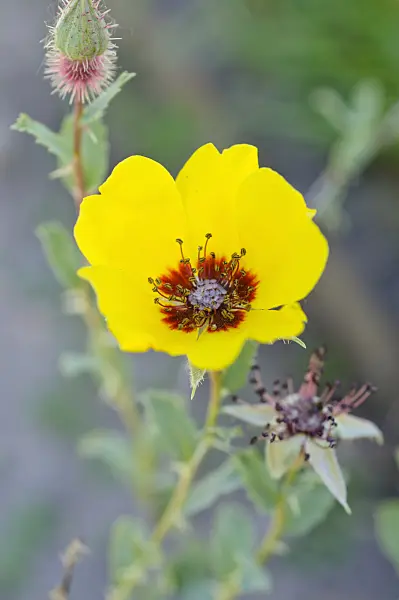 472360 - Rose (Rosa persica)