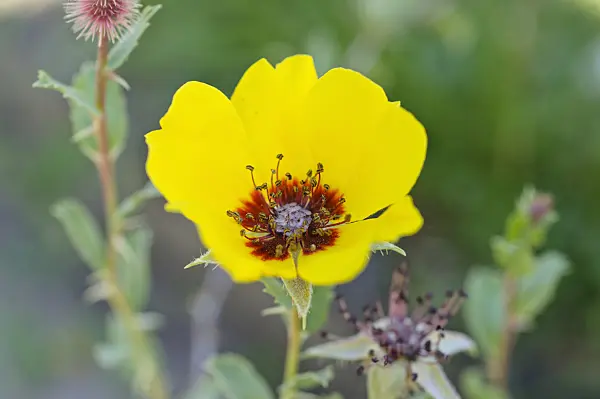 472361 - Rose (Rosa persica)