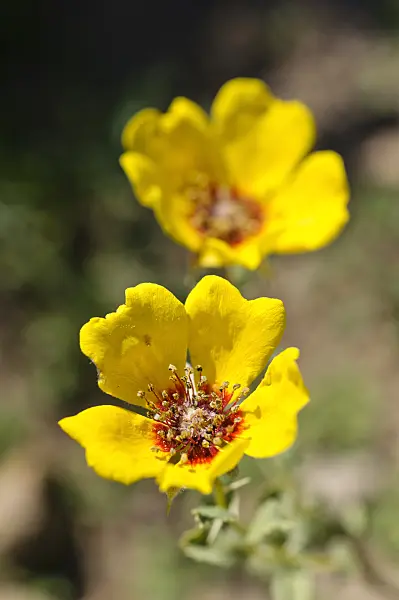 472362 - Rose (Rosa persica)