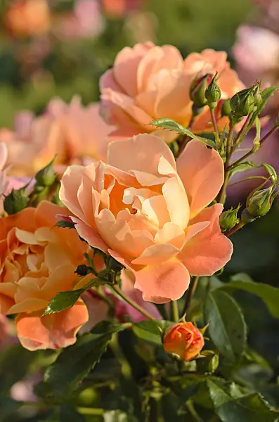 521372 - Rose (Rosa Réné Descartes)