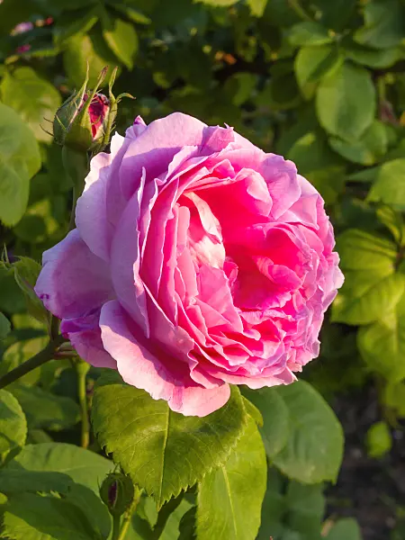 414011 - Rose (Rosa Rose du Roi à Fleurs Pourpres)