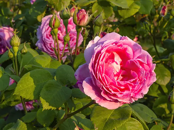 414012 - Rose (Rosa Rose du Roi à Fleurs Pourpres)