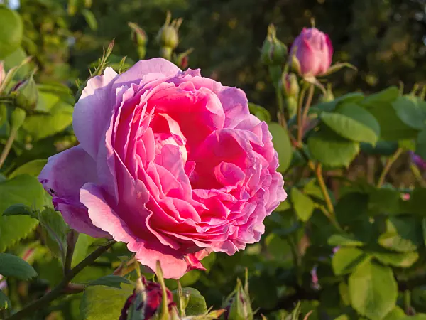 414013 - Rose (Rosa Rose du Roi à Fleurs Pourpres)