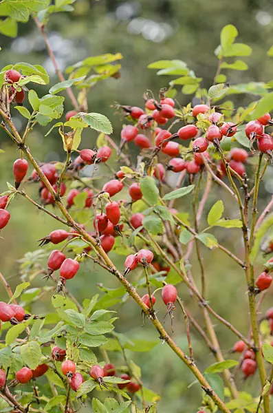 572031 - Rose (Rosa schrenkiana)